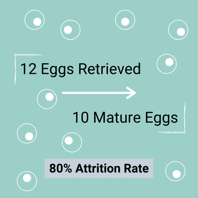 IVF_Attrition_Rate_EggRetrieval
