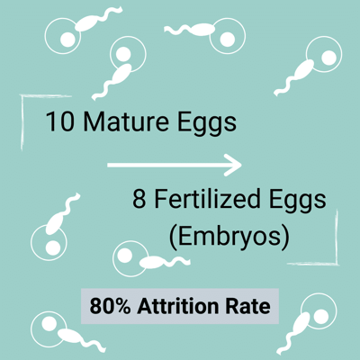 IVF_Attrition_Rate_EggFertilization