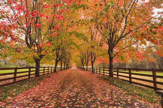 Fall