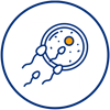 1-fertilization-of-egg-embryo