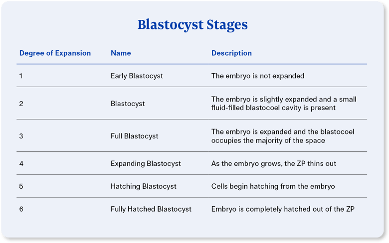 Illume_EmbryoGradingCharts_28Sept_blastocyst