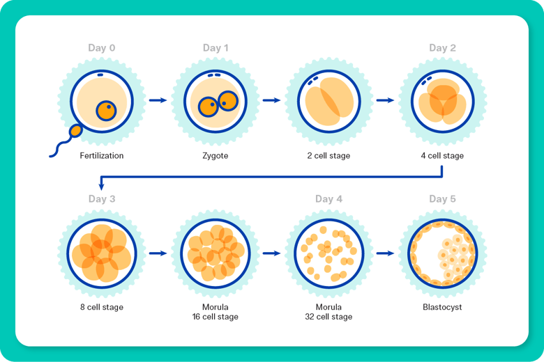 Diagram showing the stages of embryo development from fertilization to blastocyst in IVF.
