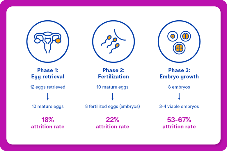 A visual representation of the IVF attrition process.