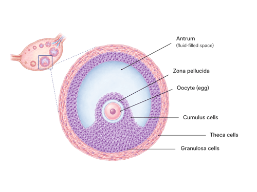 Cross-section of an antral follicle showing the egg, fluid-filled cavity and surrounding follicular cell layers within the ovary.