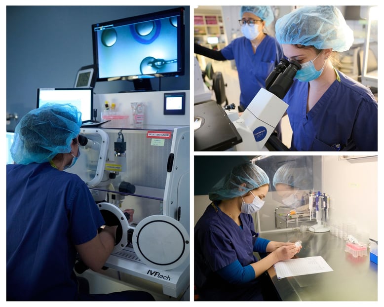 embryology lab 2